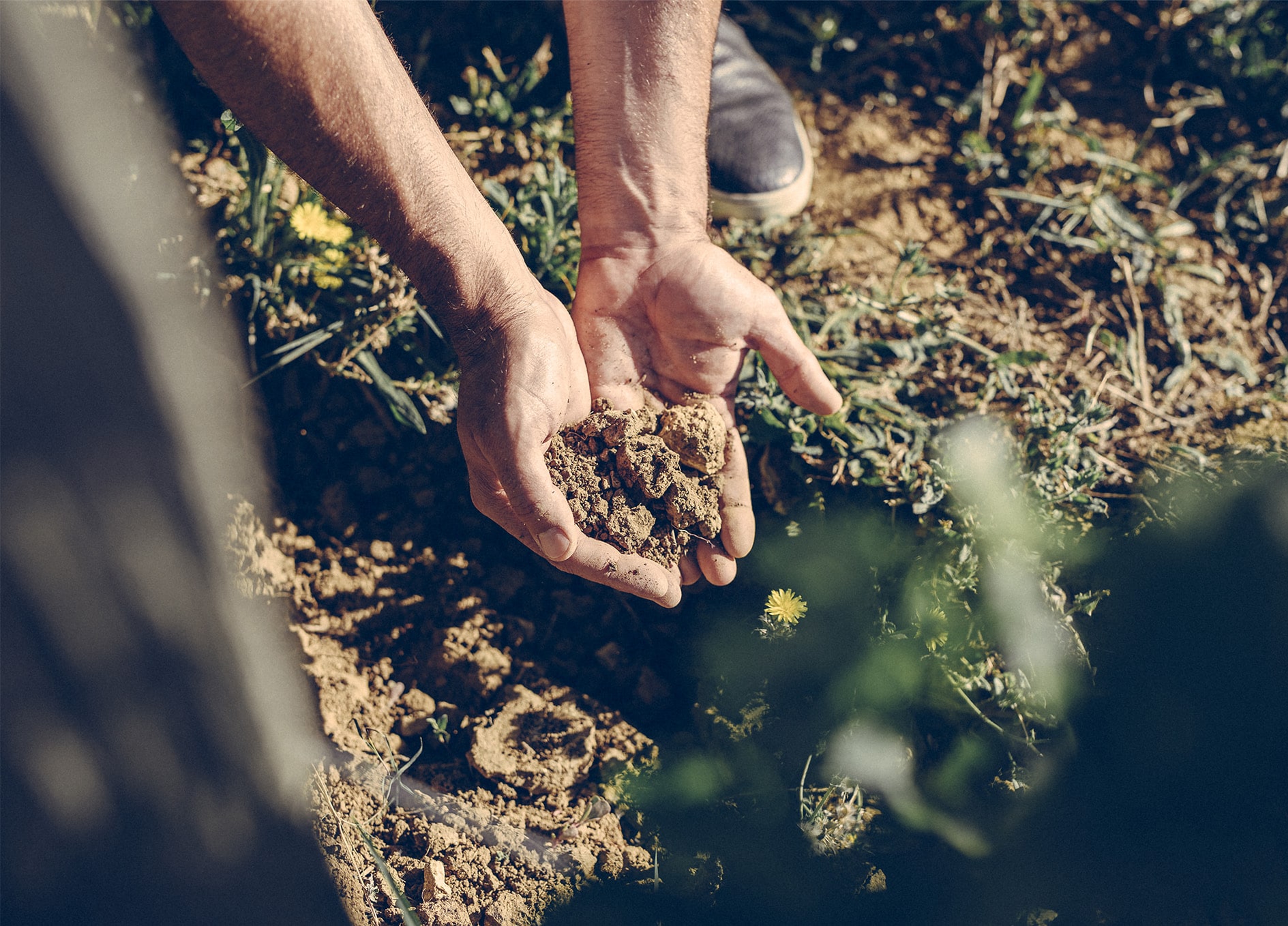 LIVING VINEYARDS